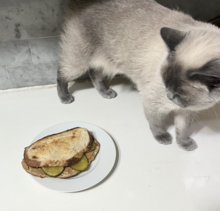 A cat glaring at a sandwich