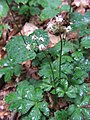 Gombernyő (Sanicula europaea)