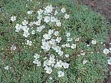 Saxifraga cochlearis1.jpg