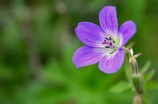 nærbilde av den lilla blomsten