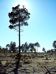 Landschaft unweit der Stadt Guachochi