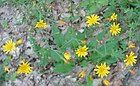 Sonchus arvensis