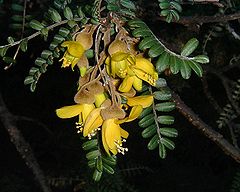 Sophora denudata (flowers)