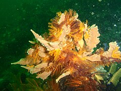 Sponge and common feather stars