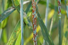 Nigra rusto (Puccinia graminis)