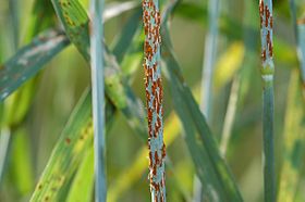 Puccinia graminis em trigo