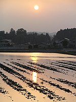 夕暮れの水田