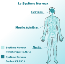 Systeme Nerveux Central & Peripherique du corps Humain..png