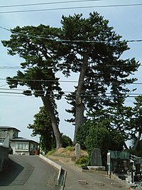 末の松山