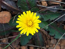 Taraxacum laevigatum Closeup DehesaBoyaldePuertollano.jpg