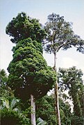 Syzygium francisii (izquierda) y Argyrodendron trifoliolatum (derecha), de 40 metros de alto.