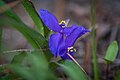 Es Schpinnegraut Een tradescantia