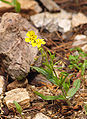 Geflecktes Sandröschen (Tuberaria guttata)