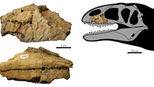 Holotype specimen