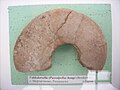 Valdedorsella (Puzralpella) haugi (Breskovski), Mortagonovo, Razgrad province, Lower Barremian, Sofia University Museum of Paleontology and Historical Geology