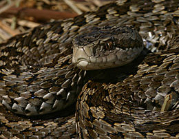 Rákosi vipera (Vipera ursinii rakosiensis)