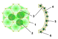 Bau der Volvox 1. chlamydomonas- ähnliche Zelle 2. Tochterkugel 3. Plasmabrücken 4. Gallerte 5. Fortpflanzungszelle 6. Körperzelle