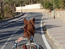 Vue arrière de la tête d'un cheval le long d'une route.