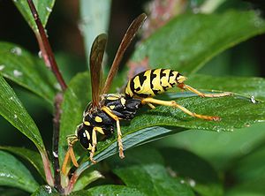 A female Paper Wasp (Polistes gallicus)