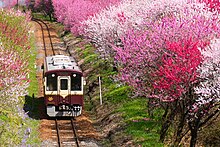 わたらせ渓谷線の沢入 - 神戸間の花桃の中を走行するWKT-500形502