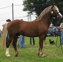 A Welsh Cob shown in-hand