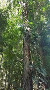 Wild Epipremnum pinnatum in the Philippines showing its liana habit