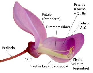 Fusión de algunas piezas: flor de una leguminosa papilionóidea. 5 sépalos conados (fusionados entre sí), 5 pétalos variadamente conados, 10 estambres (9 conados y 1 libre) y un pistilo que se asoma por entre el tubo formado por los estambres conados. (De los pétalos, un ala removida, la quilla está formada por 2 pétalos conados, uno de ellos removido).