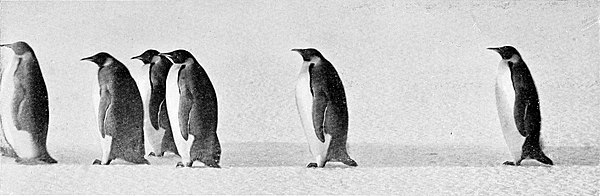 Photograph of emperor penguins all walking in the same direction