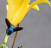 Синята пчела дърводелец (Xylocopa caerulea)