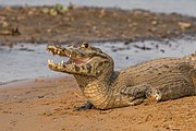 Yacare caiman