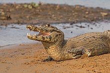 Jacara ou Caïman yacaré ou yacaré negro. Animal utile, il n'attaque pas l'homme mais dévore les Pirañas.