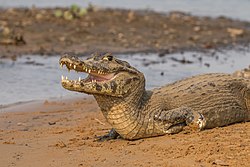 Yacare caiman (Caiman yacare) 2