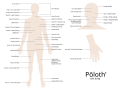 Yawelmani anatomy