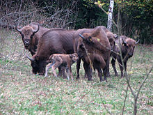 European bison social structure has been described as a matriarchy. Zubri.jpg