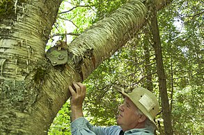 L'artiste Jocelyn Maltais accrochant des Ouananichois aux arbres bordant le sentier du Cap-Jaseux.