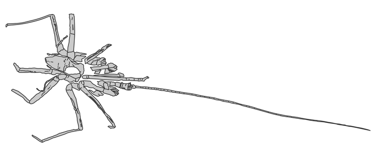 フラジェロパントプスの化石解釈図