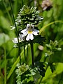 Eyebright, Euphasia officinalis agg.