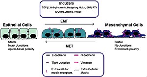 Epitheel-mesenchymale overgang (EMT) met transcriptiefactoren (inducers)