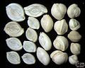 Foraminifera מהאי פג. ניתן לראות את המרקם המזכיר חרסינה האופייני למחלקה Miliolata.