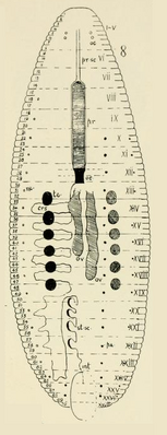 Рисунок Alboglossiphonia intermedia, выполненный автором описания, Э. Дж. Годдардом (1909): crs — карманы желудка, oc — глаза, oe — пищевод, ov — яйцевые мешки, st-sc — карманы кишечника, te — семенные мешки; арабскими цифрами обозначены номера колец, римскими цифрами — номера сегментов.