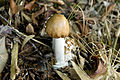 !!Amanita pantherina!!