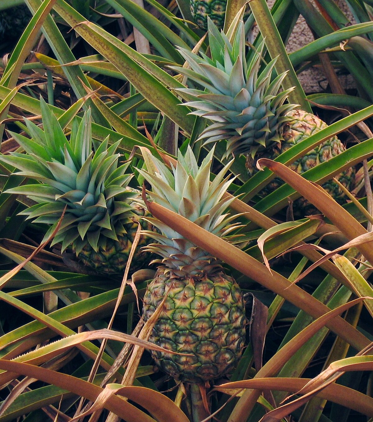 Ananas (Ananas comosus), Ananaspflanze mit reifer Frucht