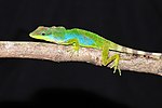 Miniatura para Anolis kunayalae