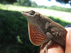 Description de l'image Anolis subocularis.jpeg.