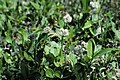 Antennaria pantaginifolia