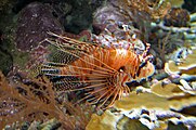 Pterois antennata, Aquazoo Düsseldorf, Németország