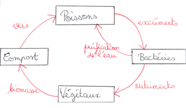 Schéma des relations d'un système aquaponique