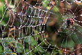 18. A keresztespókfélék közé tartozó Araneus trifolium és hálója (USA, San Francisco) (javítás)/(csere)