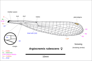 Illustration of wing with inset depicting the anal vein (1A) leaving the margin on the basal side of the anal crossing vein (Ac). This is a characteristic of the genus.