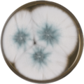 Aspergillus lentulus growing on MEAOX plate